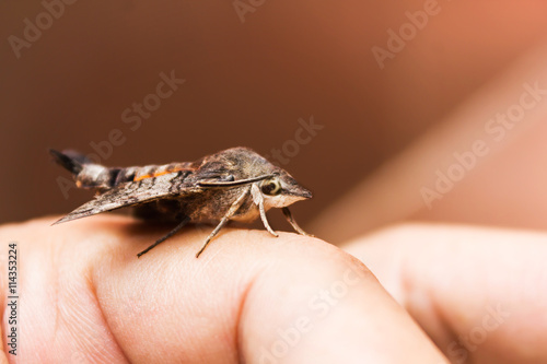 Amphion floridensis catch on finger photo