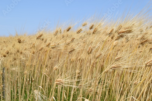 麦畑 ／ 山形県の庄内地方で、麦畑を撮影した写真です。