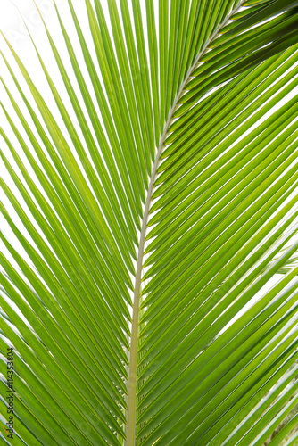 Bright Green palm tree leaf texture use for background