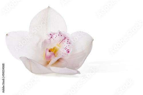 Fototapeta Naklejka Na Ścianę i Meble -  White orchid