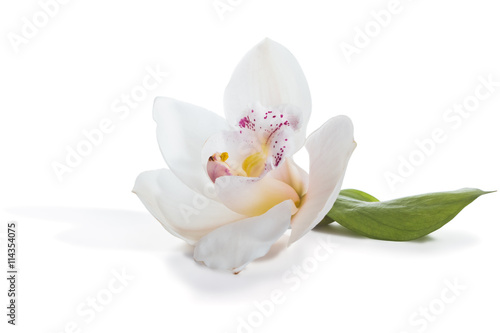 Fototapeta Naklejka Na Ścianę i Meble -  White orchid