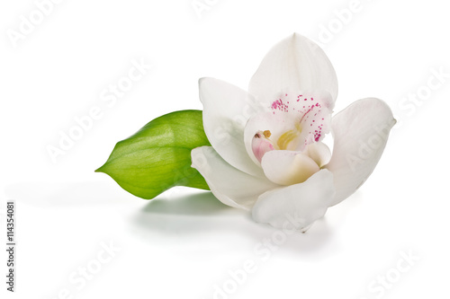Fototapeta Naklejka Na Ścianę i Meble -  White orchid