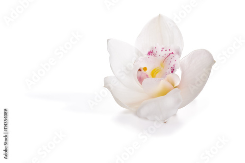Fototapeta Naklejka Na Ścianę i Meble -  White orchid