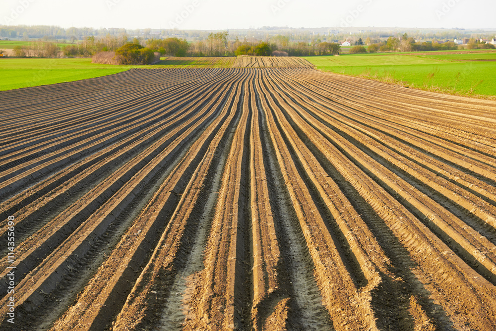 Furrows row pattern in a plowed field prepared for planting.
