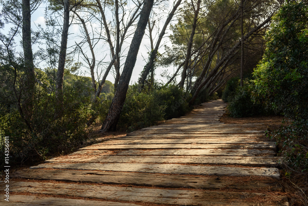 Obraz premium Walkway made of planks in the forest