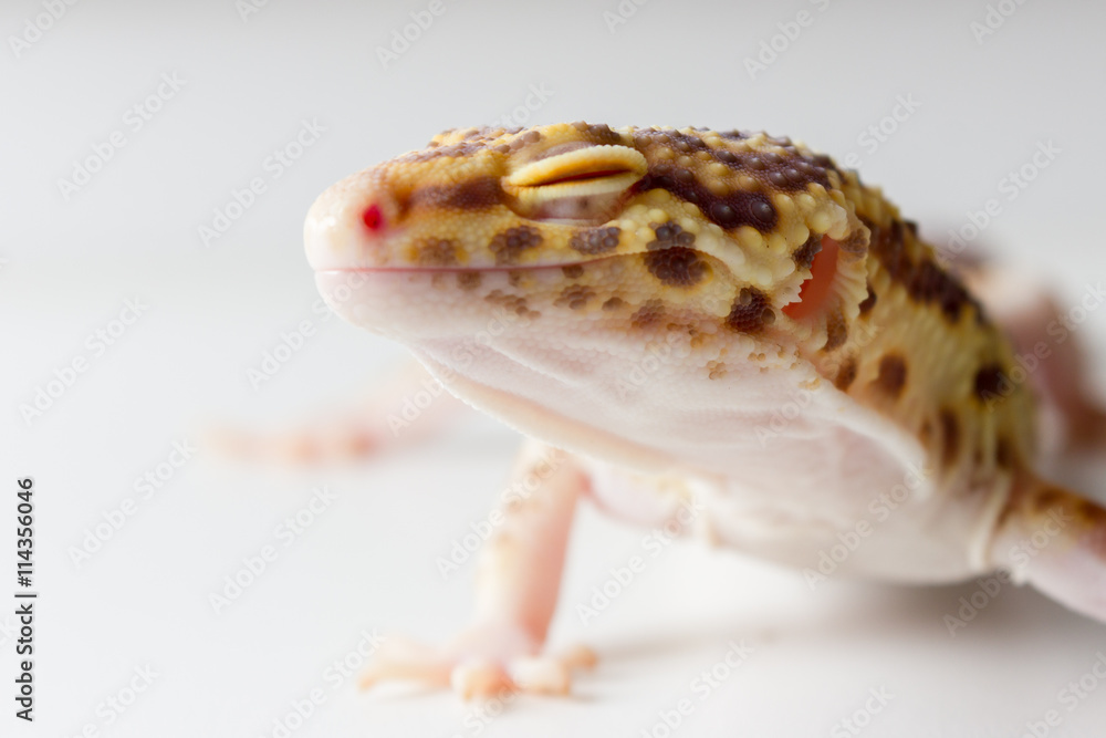 Naklejka premium Leopard gecko male