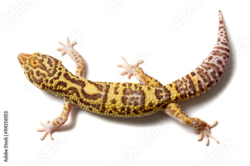 Leopard gecko male