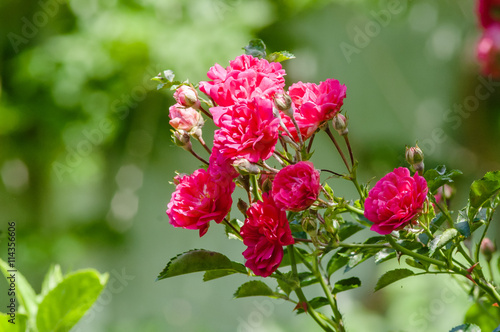 Wallpaper Mural red rose flower close-up Torontodigital.ca