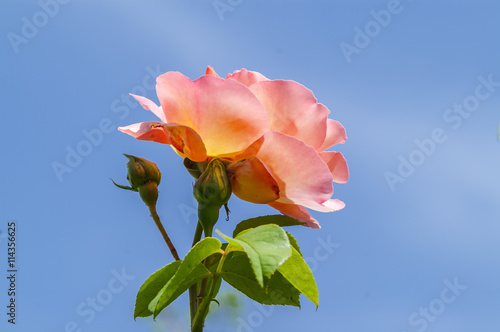 Canvastavla red rose flower close-up