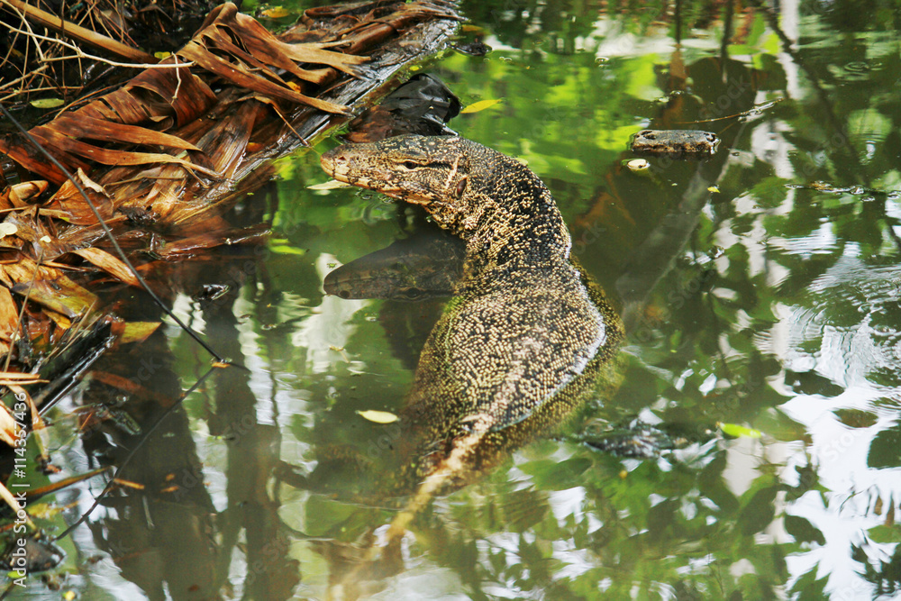 Lizard,Varanus salvator or Water monitorswim in the water