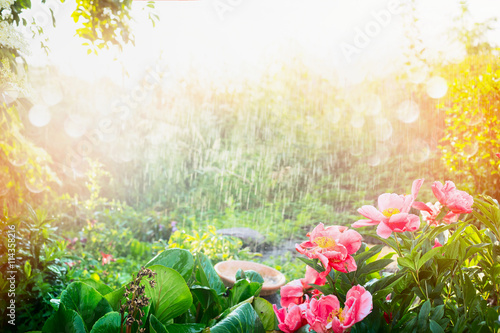 Sun shower in flower garden. Rain with sunshine in garden or park , outdoor nature background with pink flowers, and plants.