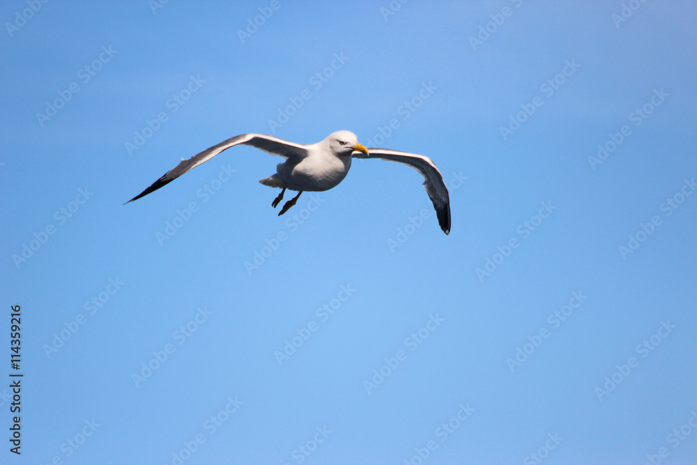 Obraz premium Fliegende Möwe vor blauem Himmel