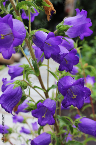 Unpretentious and delicate violet bells in the garden.