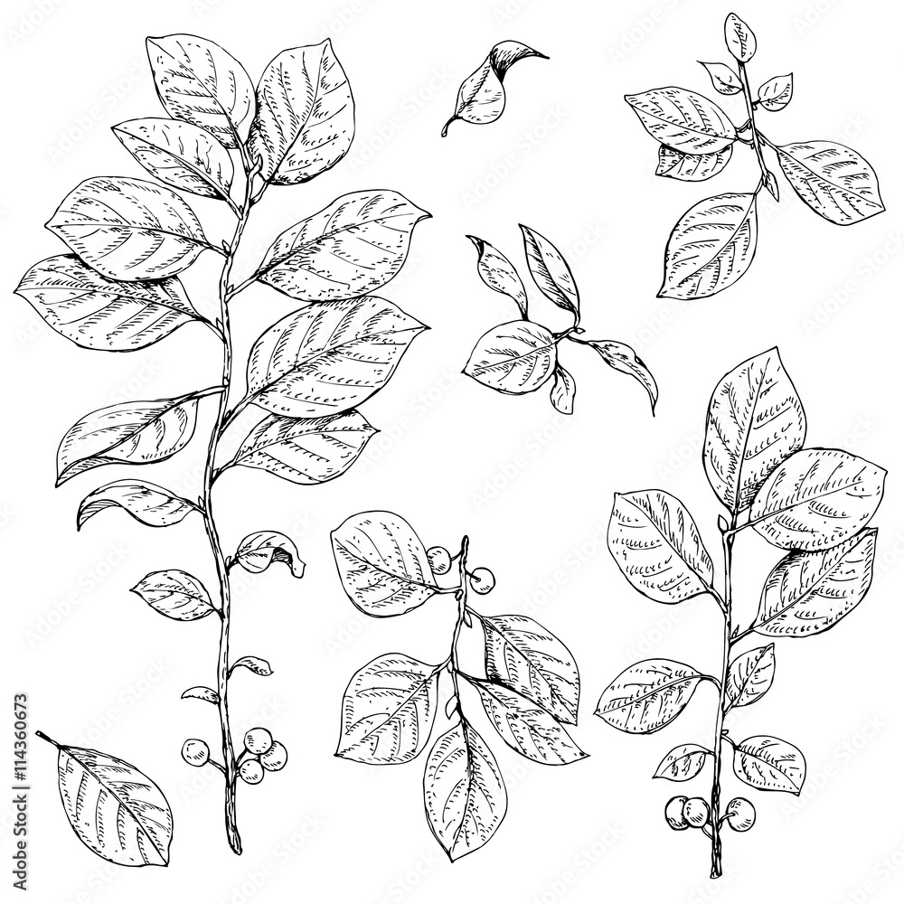 Branches with leaves and berries set