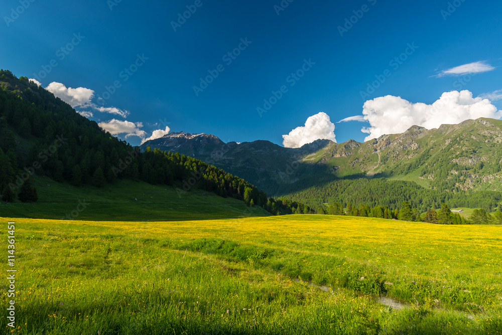 Blooming alpine meadow and lush green woodland set amid high altitude mountain range at sunsets. Valle d'Aosta, Italian Alps.