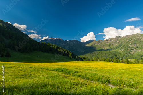 Blooming alpine meadow and lush green woodland set amid high altitude mountain range at sunsets. Valle d Aosta  Italian Alps.