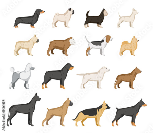 Vector dog breeds collection isolated on white