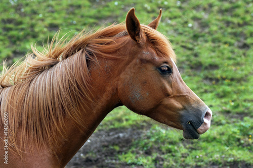 Junges Pferd © pixelleo