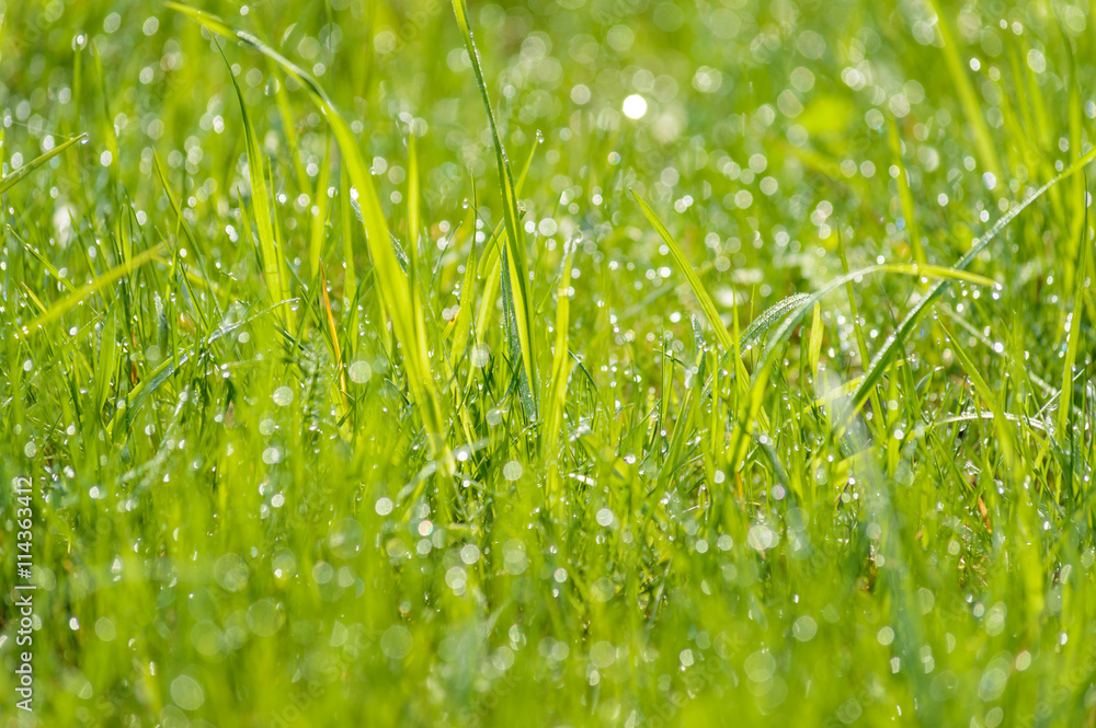 Obraz premium wet grass dew blurred background meadow sunlight bokeh