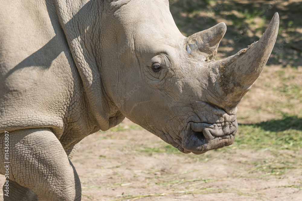 Closeup view of the head of the rhinoceros. Closeup view of the head of the rhinoceros.