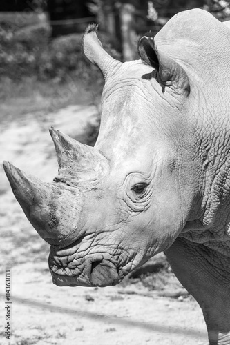 Monochrome portrait of the rhinoceros