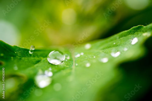Wallpaper Mural Water drop on green leaf Torontodigital.ca
