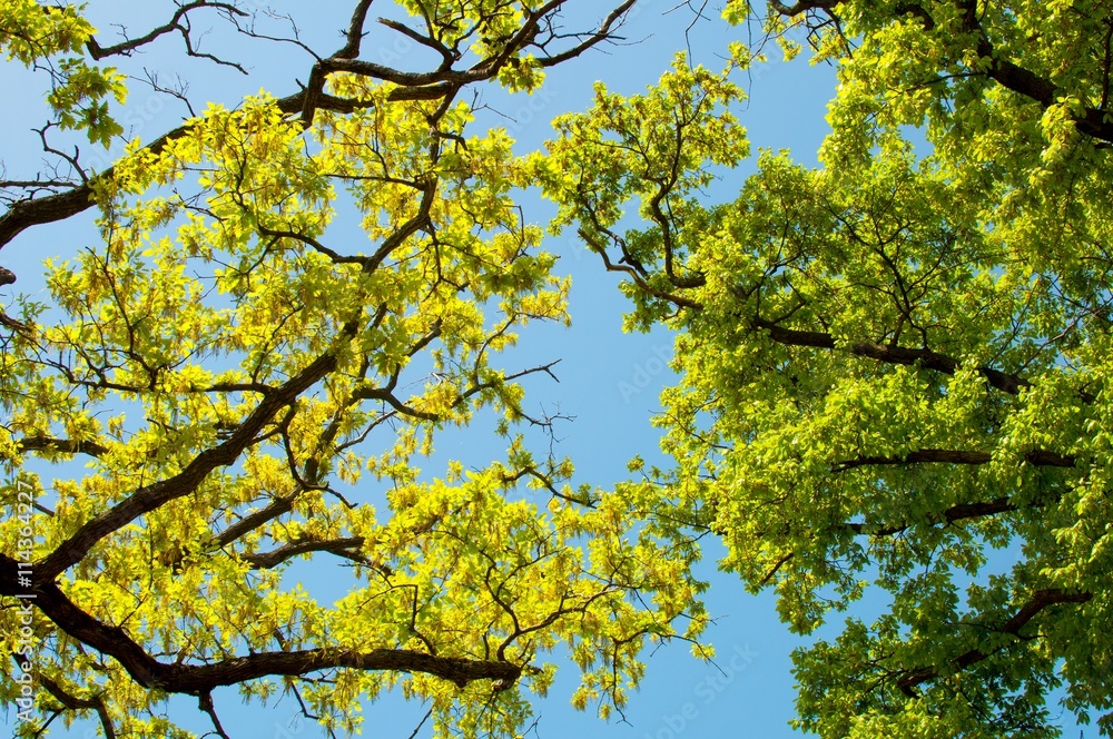 Landscape, Spring Oak Branches, Leaves and Blue Sky Landscape, Spring Oak Branches, Leaves and Blue Sky