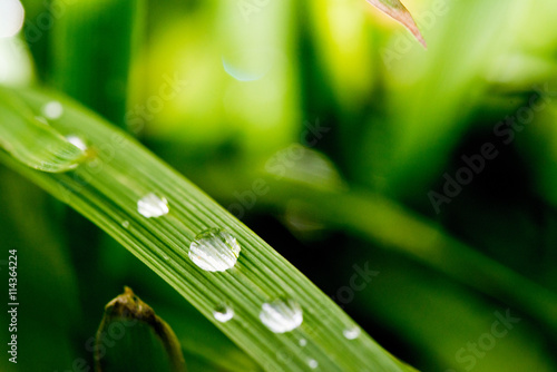 Water drop on green leaf