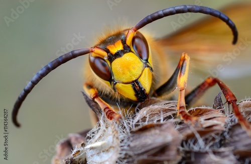 European hornet (Vespa crabro)