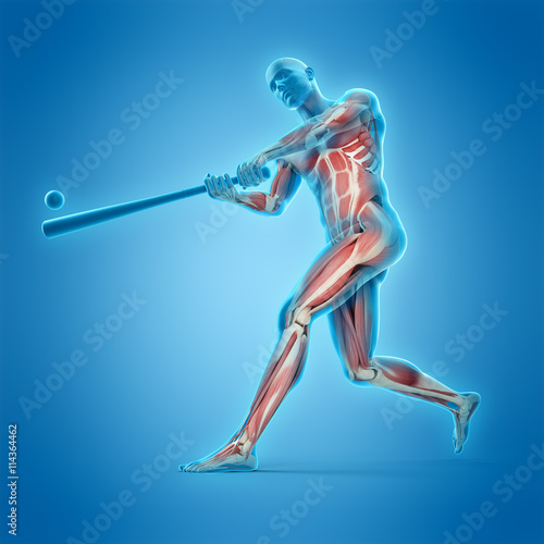 medically accurate 3d illustration of a baseball player © Sebastian Kaulitzki