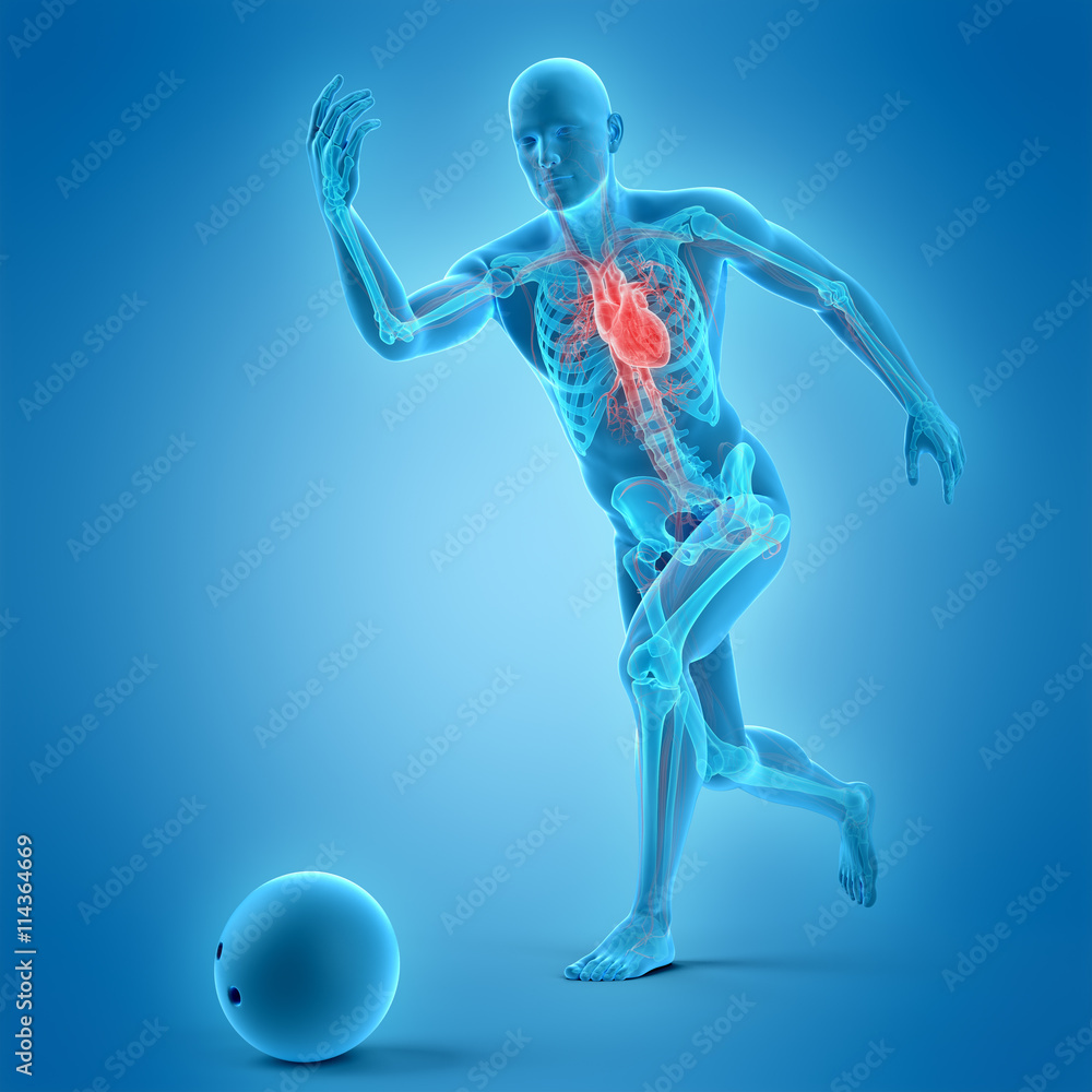 medically accurate 3d illustration of bowling player medically accurate 3d illustration of bowling player