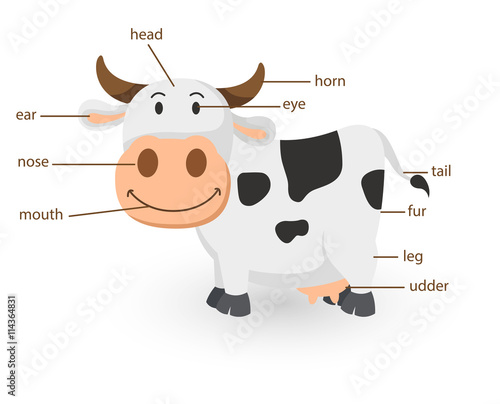 Illustration of cow vocabulary part of body