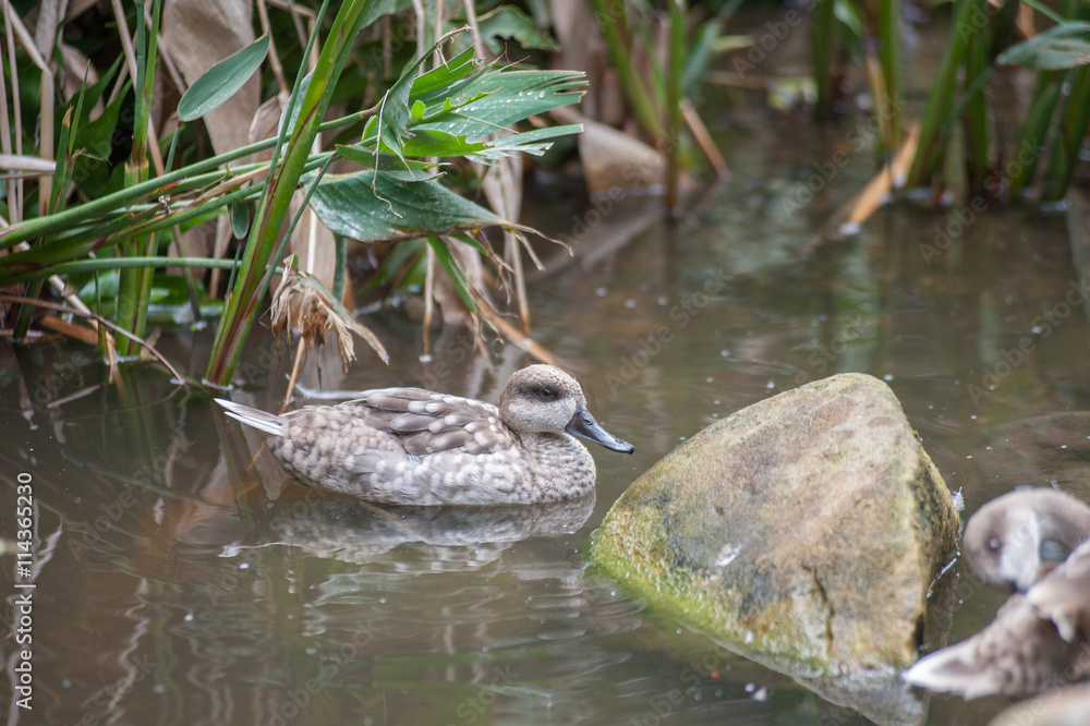 Marbled Teal Duck floating in the pond. Marbled Teal Duck floating in the pond.