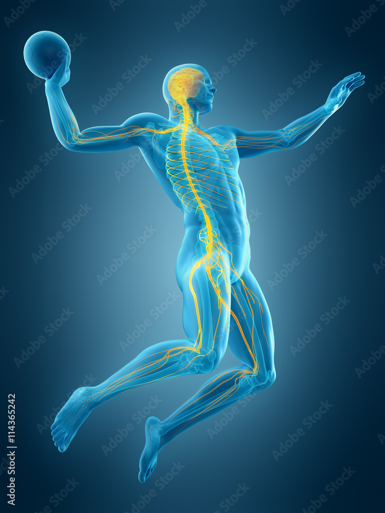 medically accurate 3d illustration of a football player