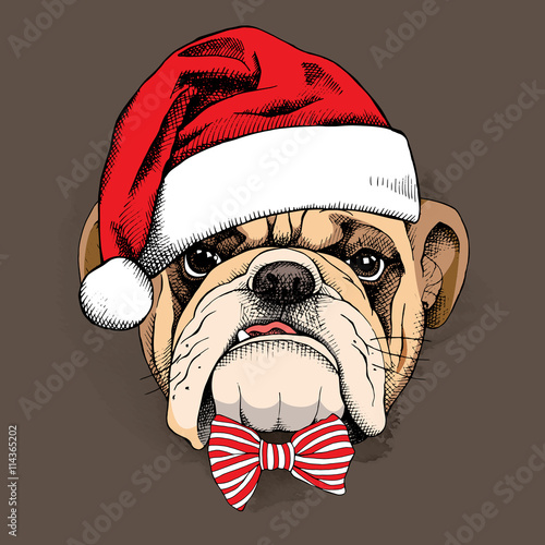 Bulldog portrait in a Santas hat and with a tie. Vector illustration.
