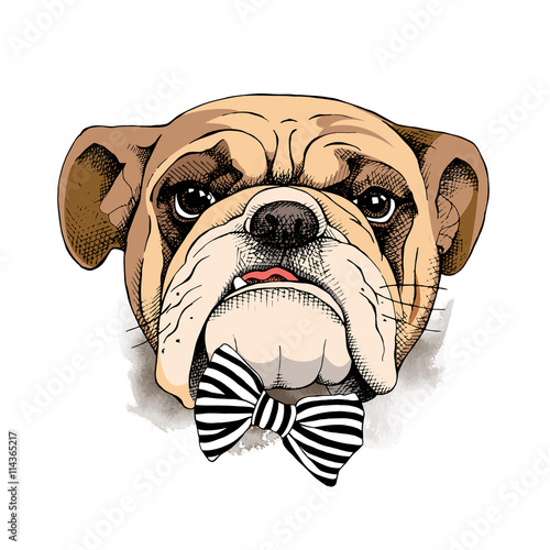 Bulldog portrait in a tie. Vector illustration.