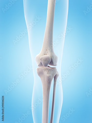 medically accurate 3d illustration of the human knee photo