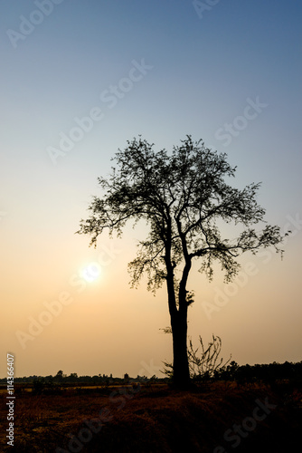 single big tree on background of sunset
