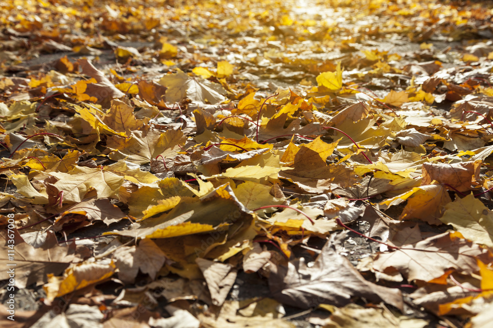 Bürgersteig mit Herbstblätter im Sonnenlicht
