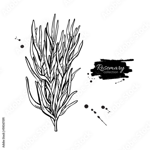 Rosemary vector drawing. Isolated Rosemary plant
