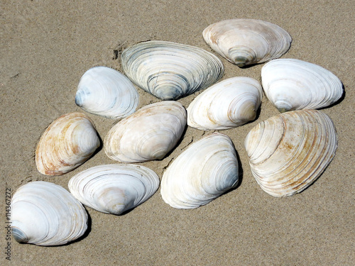 South Bethany the seashells 2016