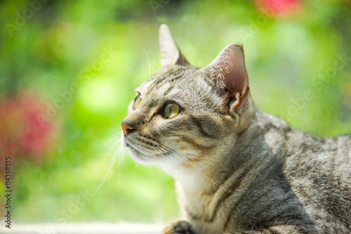 Fototapeta Naklejka Na Ścianę i Meble -  cat in the nature , select focus eye