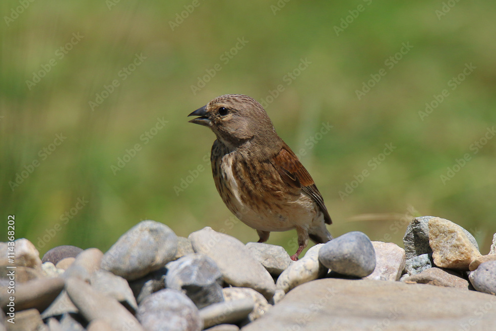 goldfinch resting on stones goldfinch resting on stones
