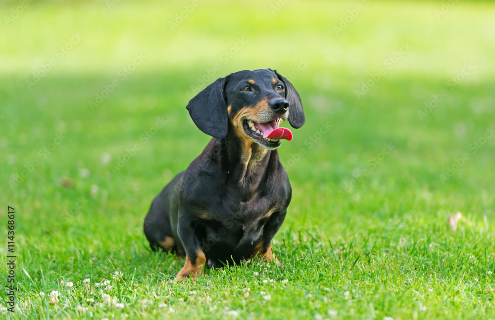 The dachshund sits in a grass.