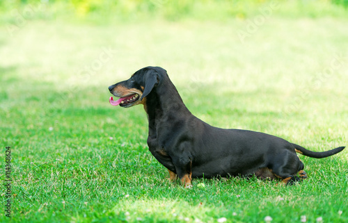 The dog of breed a dachshund runs on lawn.