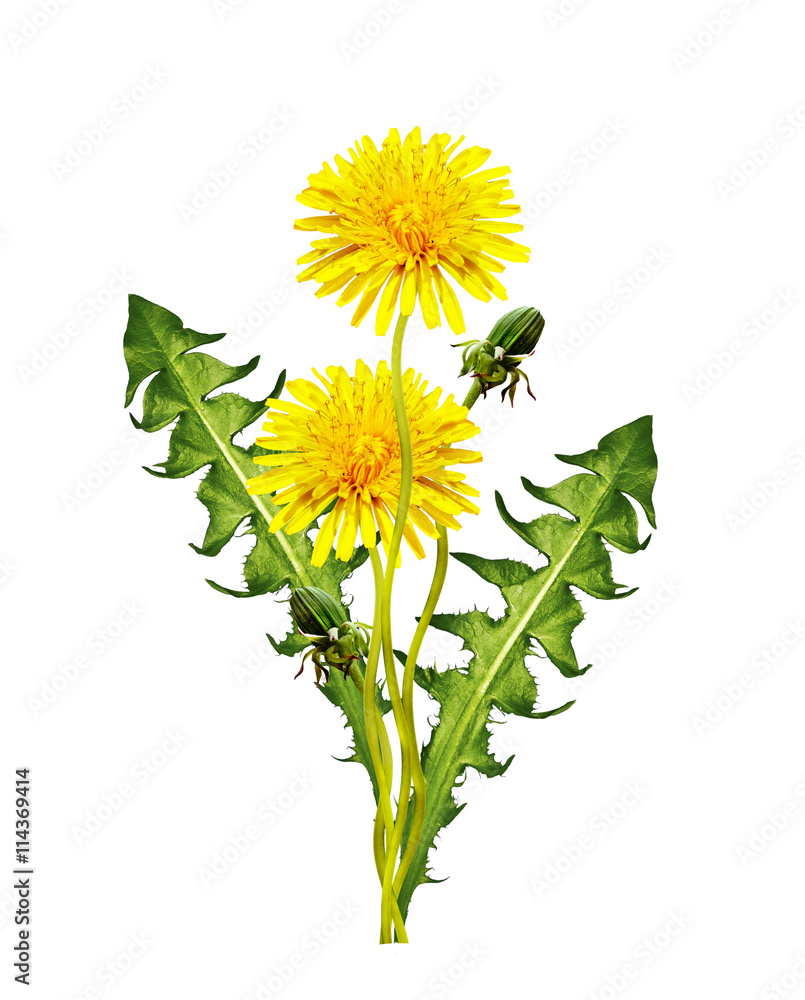 Naklejka premium kwiaty mniszka lekarskiego na białym tle