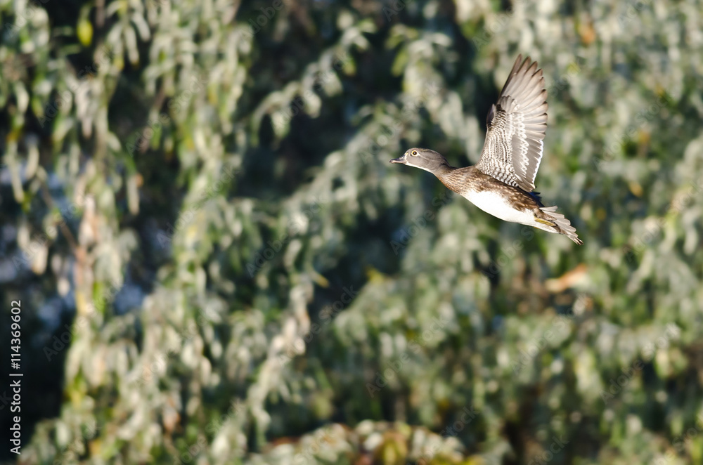 Female Wood Duck Flying Past the Green Foliage Female Wood Duck Flying Past the Green Foliage