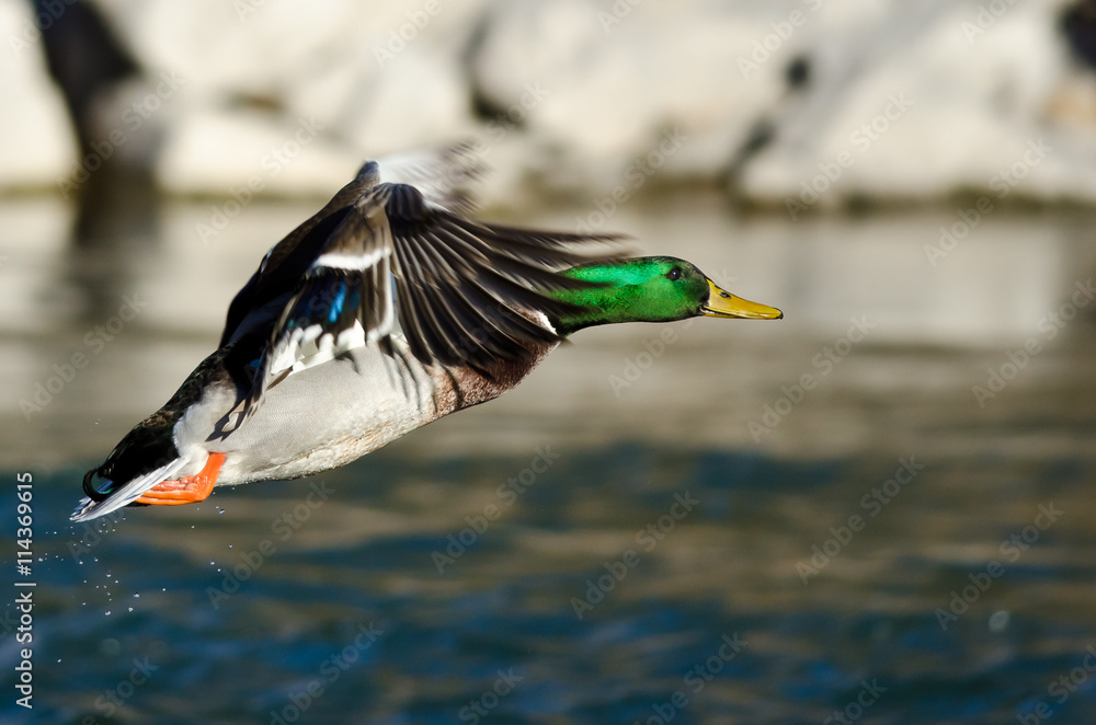 Obraz premium Mallard Duck Flying Low Over the River