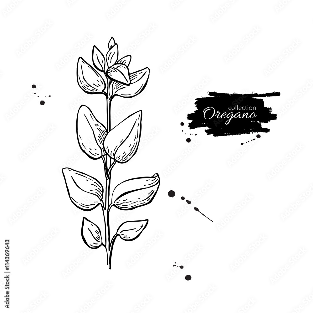 Vektorová grafika „Oregano vector drawing. Isolated Oregano plant with