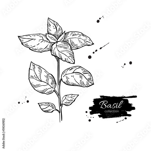 Basil vector drawing. Isolated Basil plant with leaves.